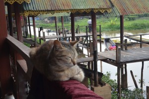 inlejumpingcat