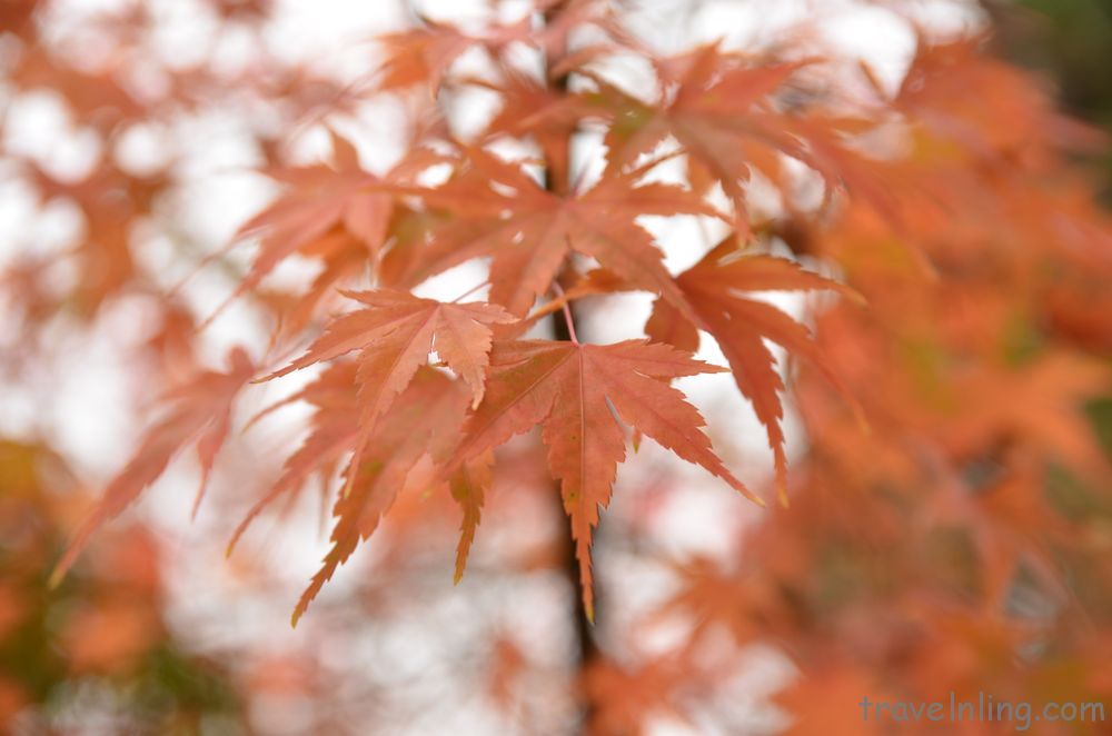 kyoto eikandou9