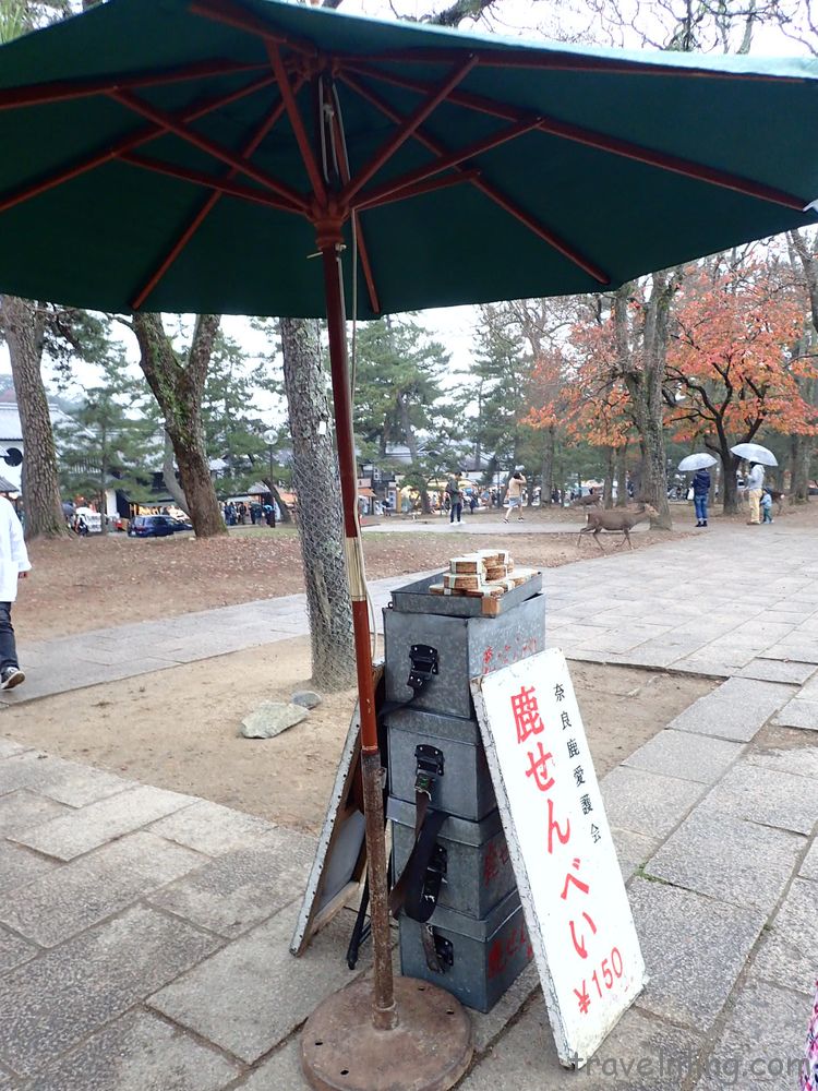 nara deer feeding