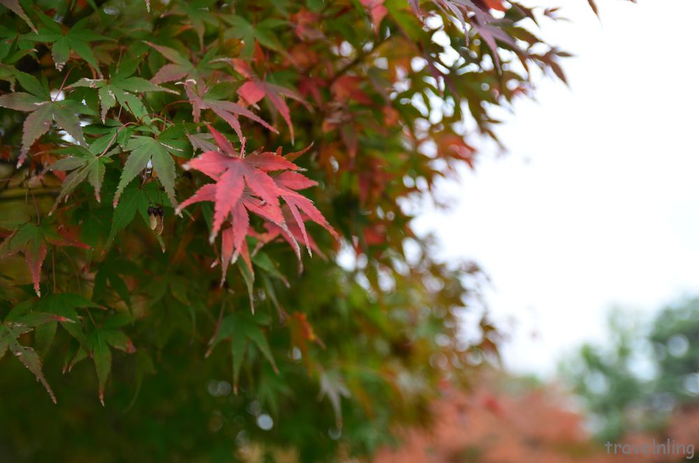 maple byodoin uji