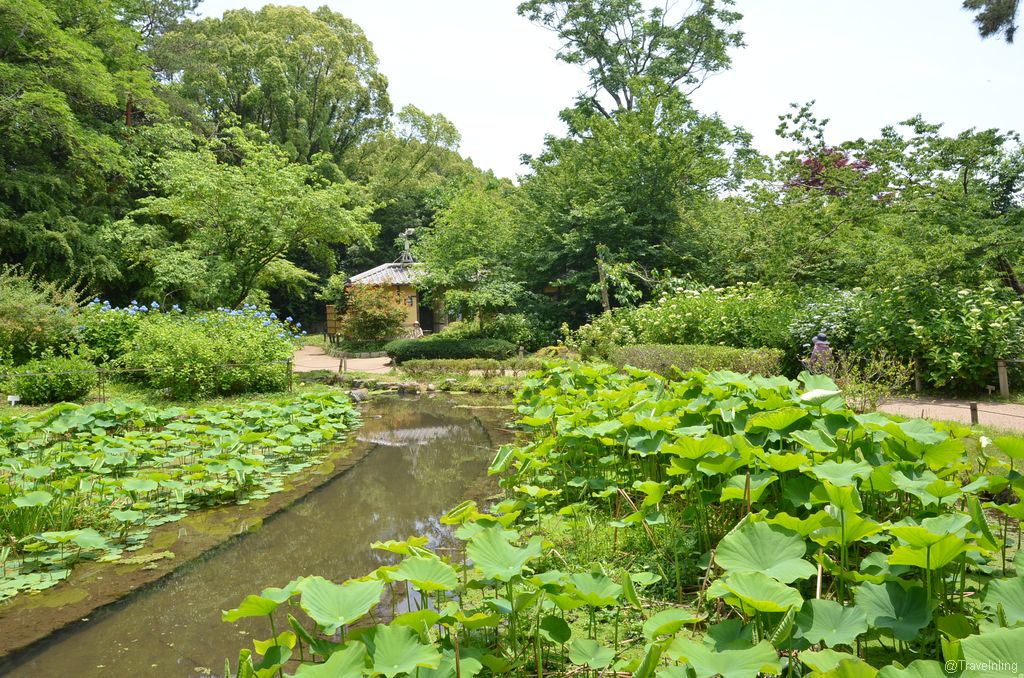 A pond in the Hydrangeas garden of Kyoto Botanical gardens