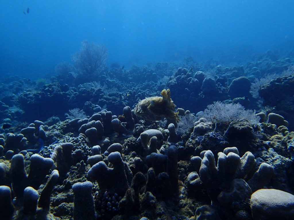 Amed Bali Diving Wall 1