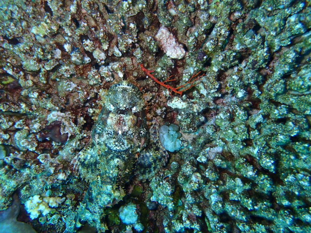 Amed Bali Diving Wall 10