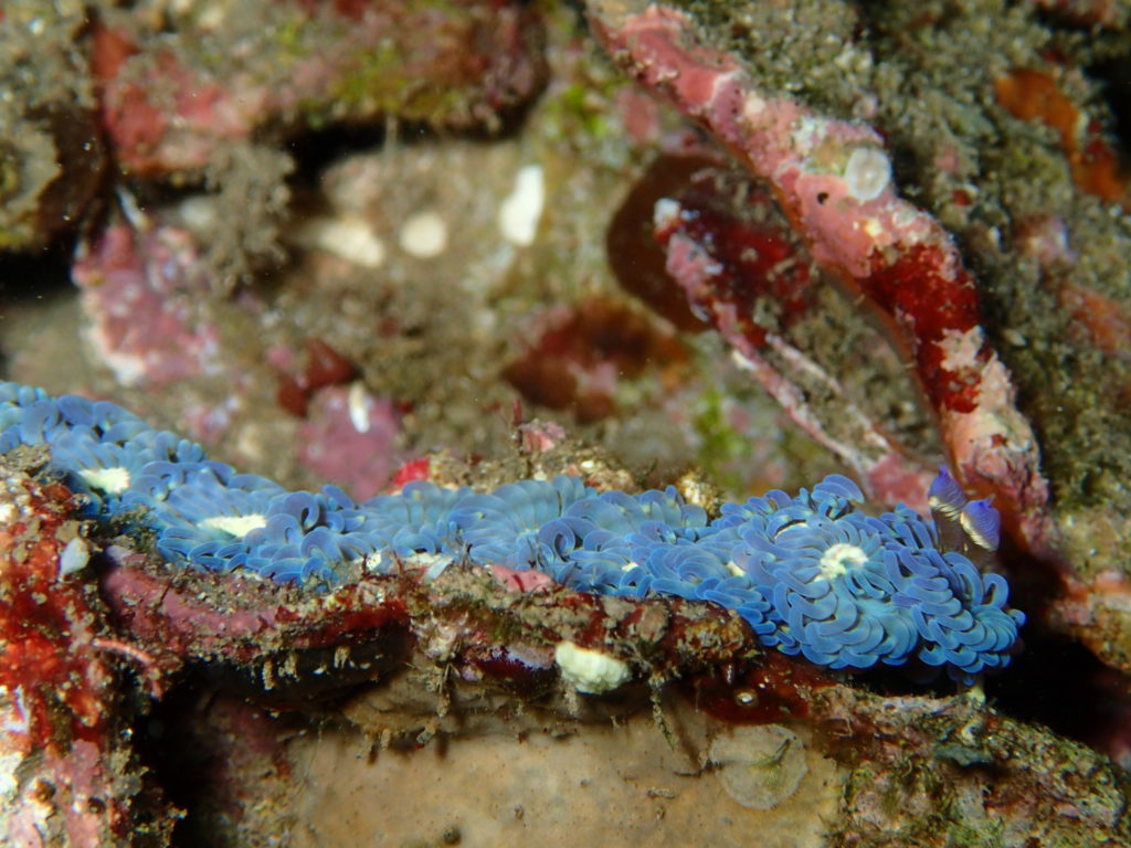 Amed Bali Diving Wall 3