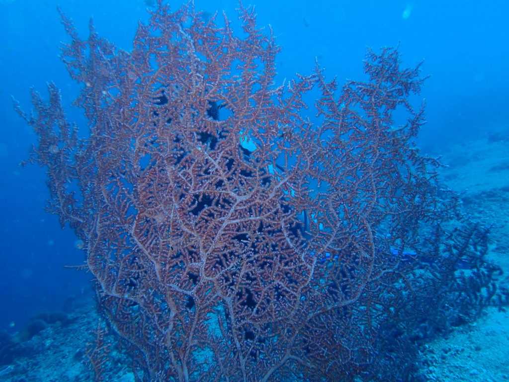 Amed Bali Diving Wall 6