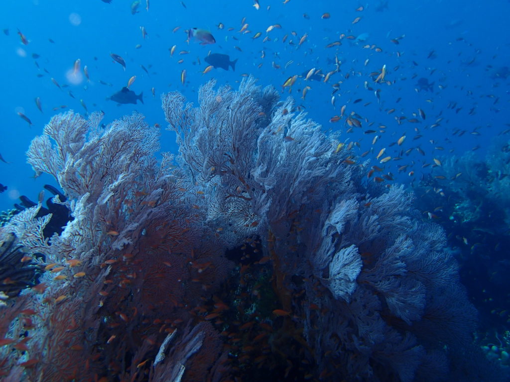 Amed Bali Diving Wall 9