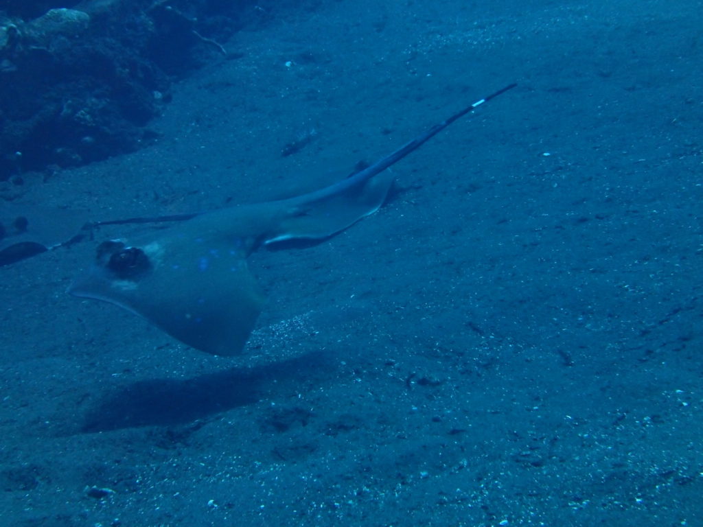 Amed Bali Pyramid Ray