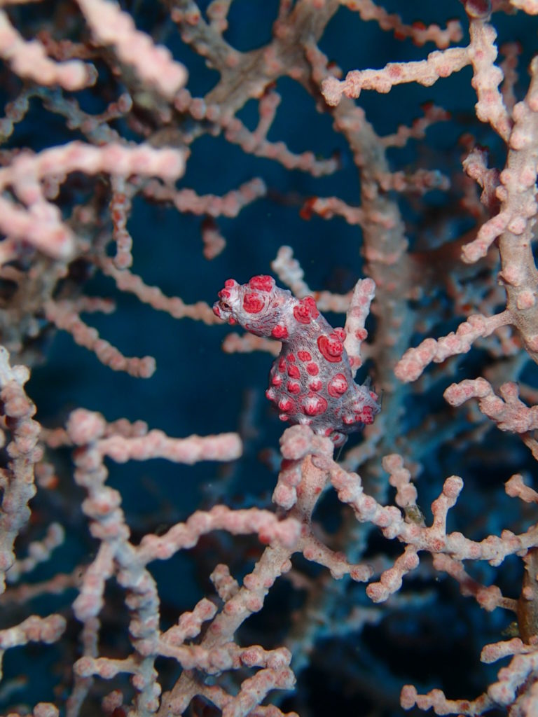 Amed Bali Wall Pygmy seahorse 1