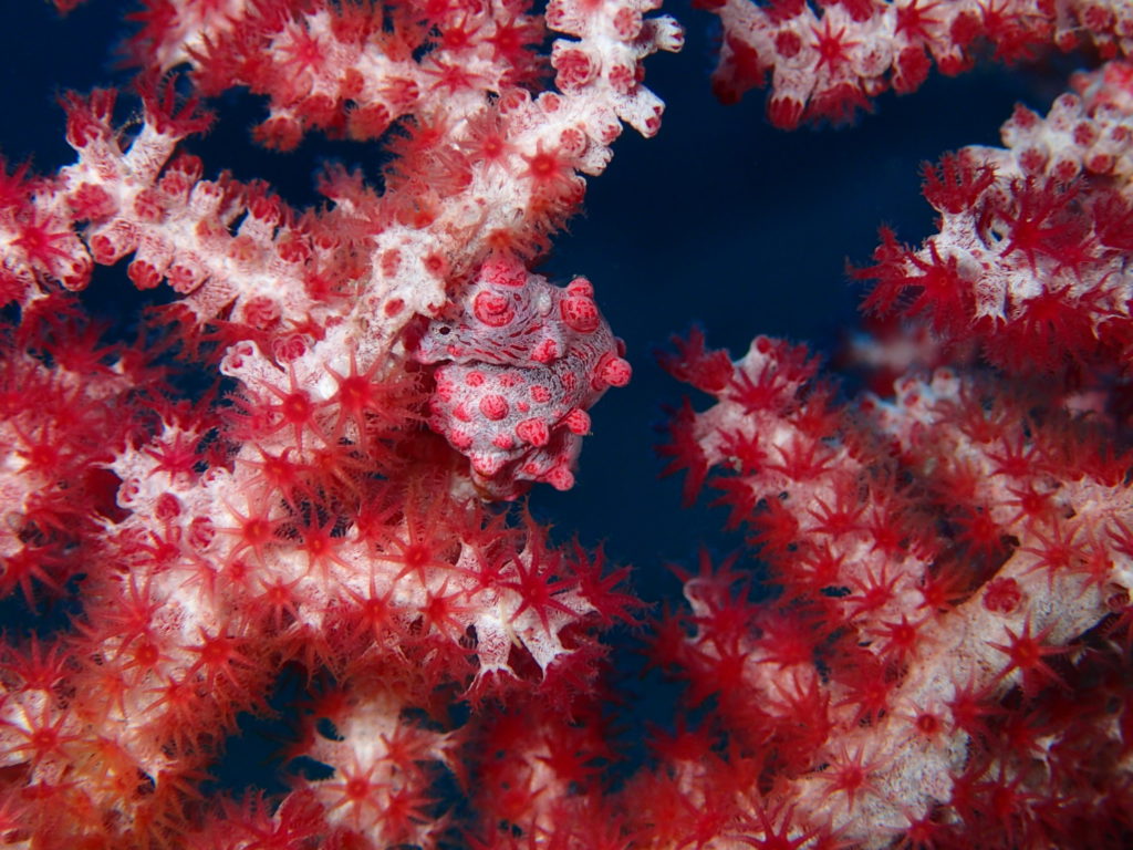 Amed Bali Wall Pygmy seahorse