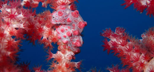 Amed Bali dive Wall Pygmy seahorse