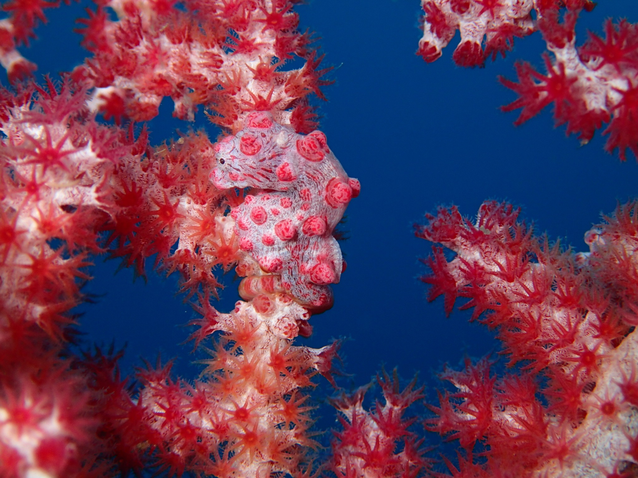 Amed Bali dive Wall Pygmy seahorse