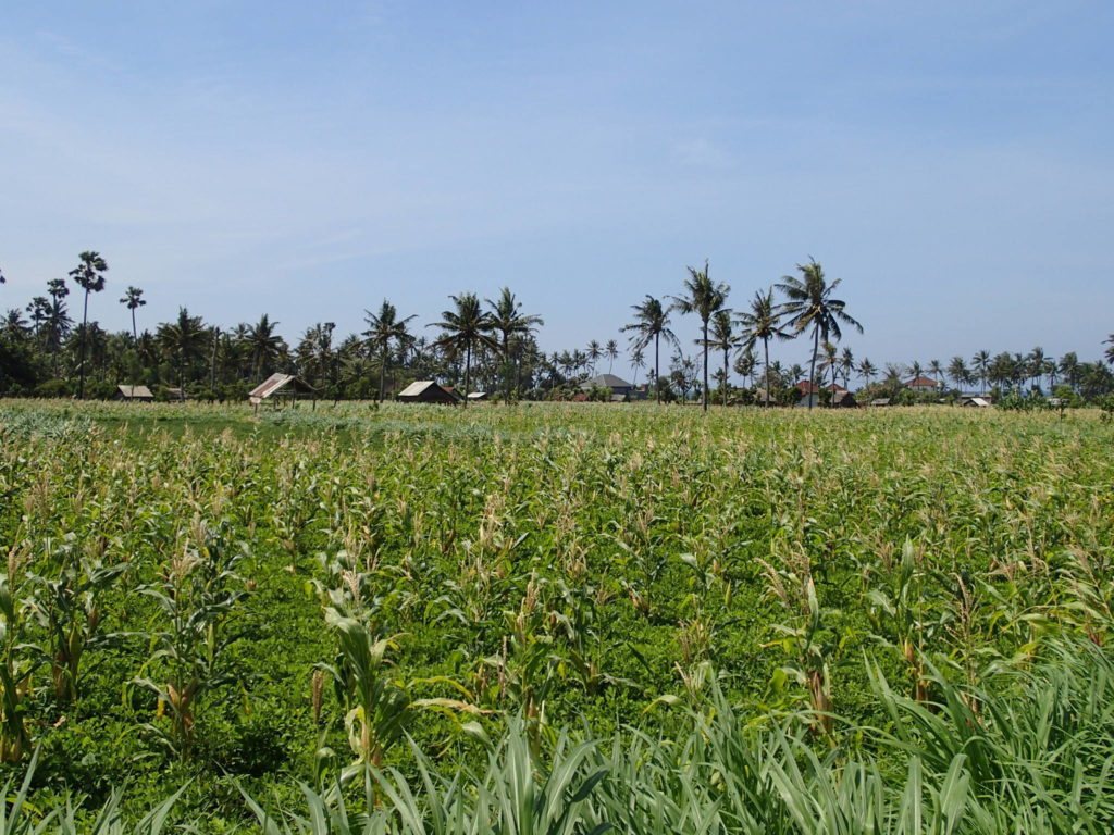 Amed Bali farm