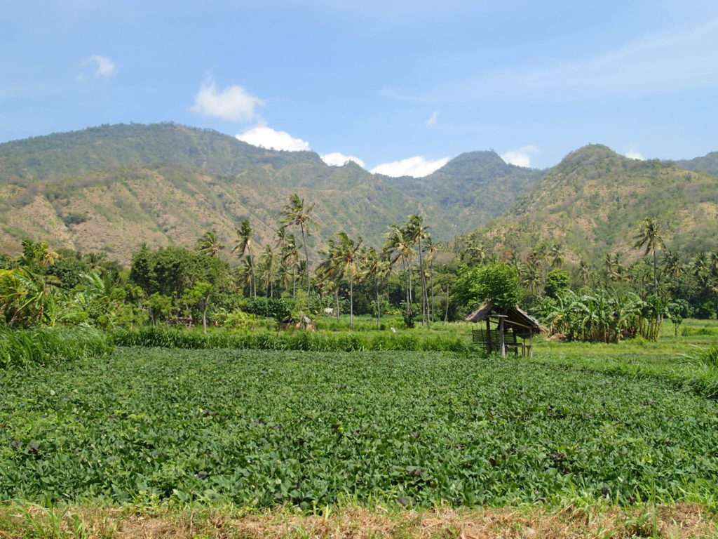 Amed Bali farm scene