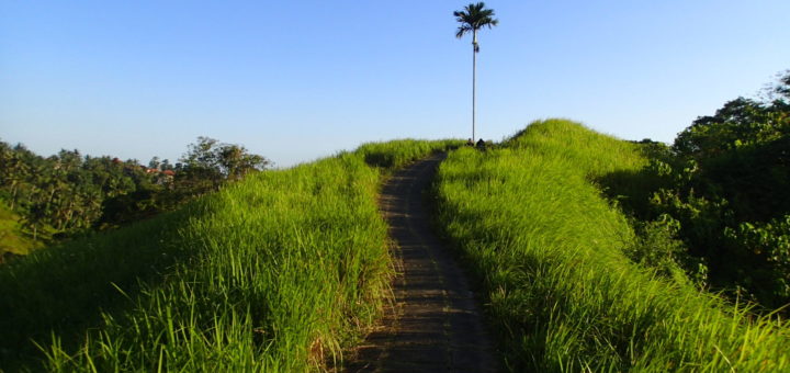 Campuhan Ridge Walk Ubud Bali hiking