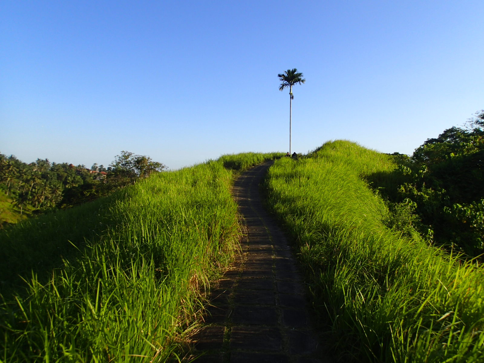 Campuhan Ridge Walk Ubud Bali hiking