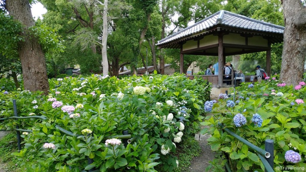 Fujimori Shrine Kyoto Hydrangeas Gazebo
