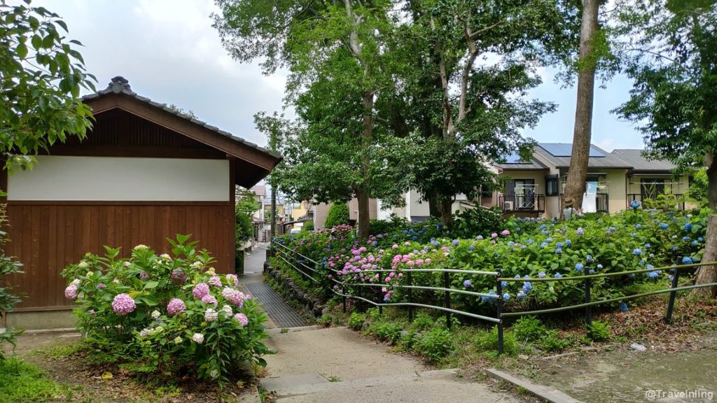 Fujimori Shrine Kyoto Hydrangeas at first sight