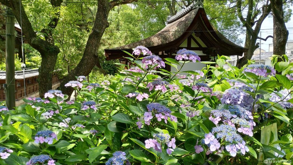 Fujimori Shrine Kyoto Hydrangeas garden 2 1