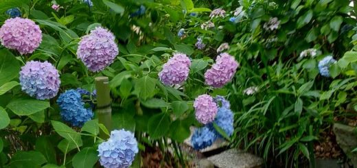 Fujimori Shrine Kyoto viewing Hydrangeas