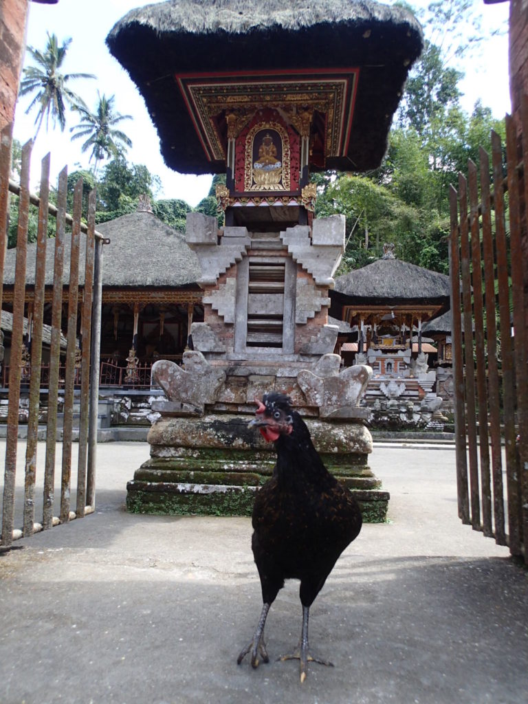 Gunung Kawi Sebatu chicken