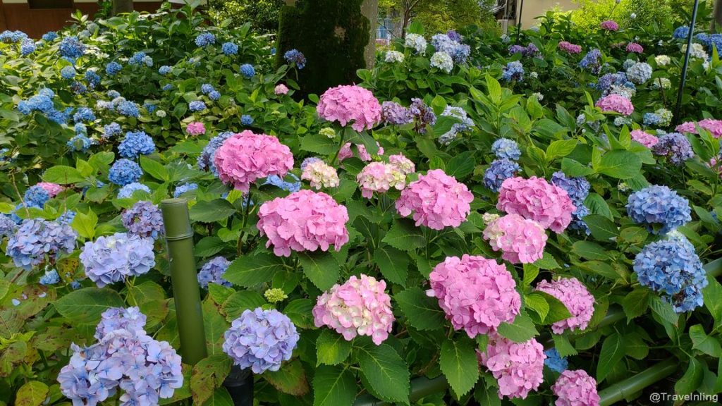 藤森神社 紫陽花