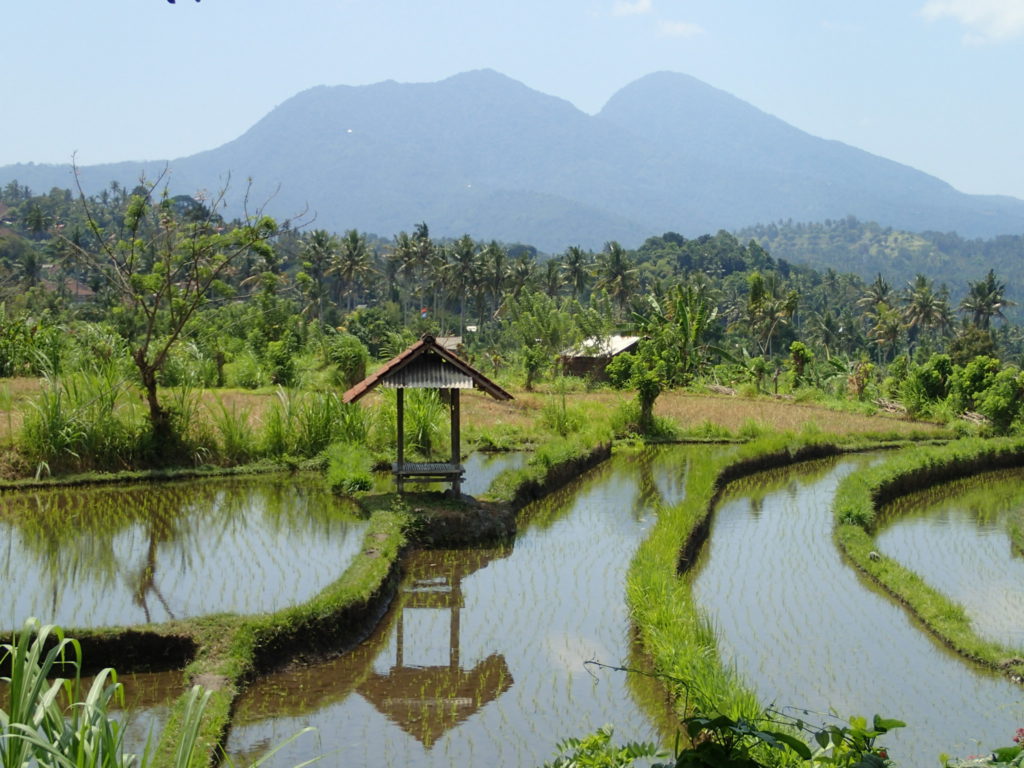 Karangasem Bali rice farm