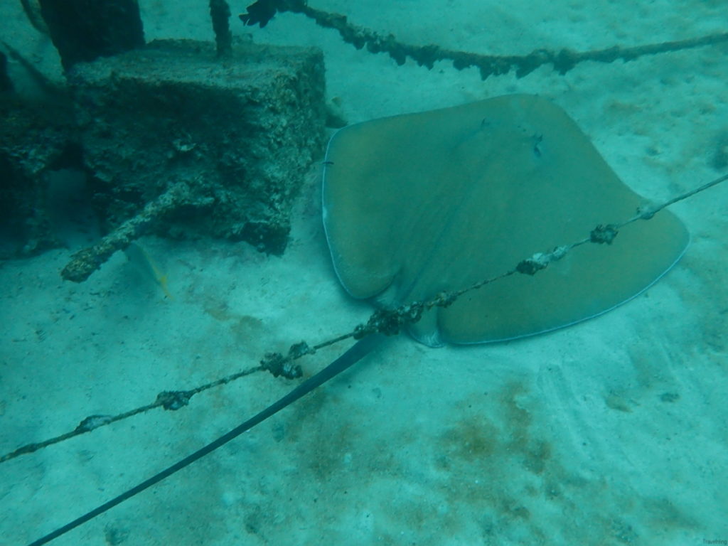 Ko Racha Phuket scuba diving ray