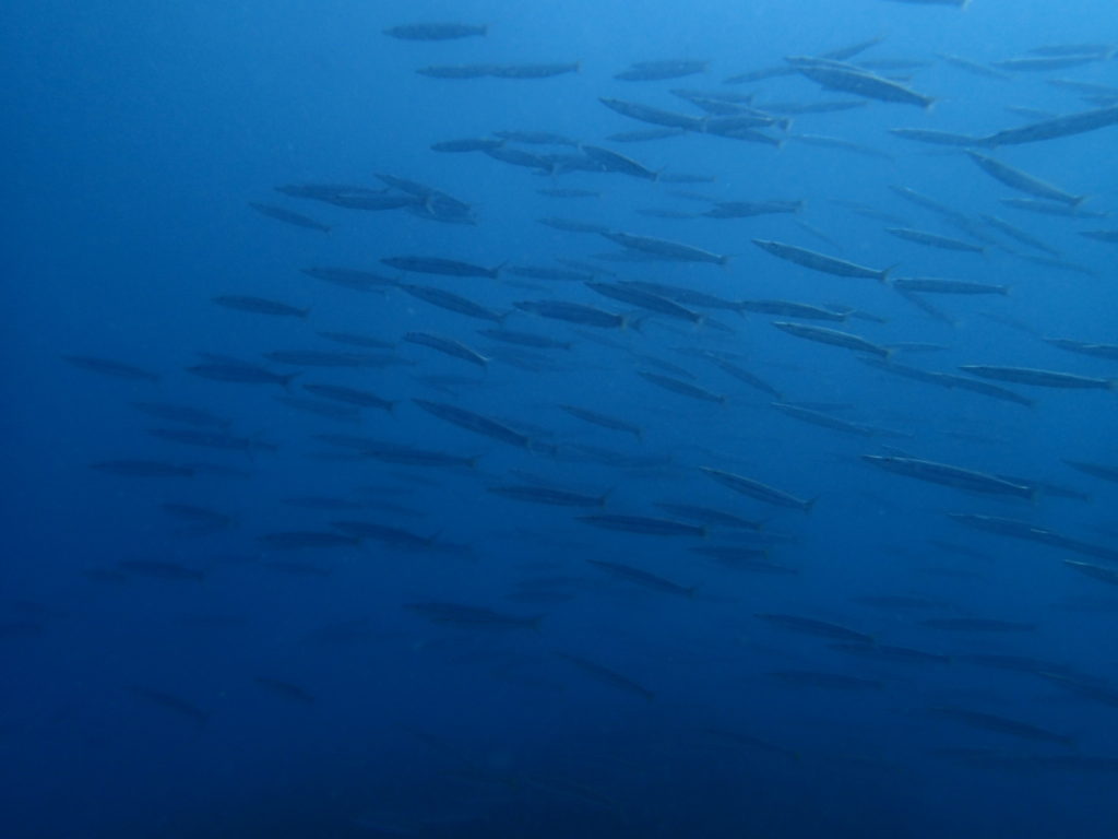 Koh Bida Nok Pi Pi island diving