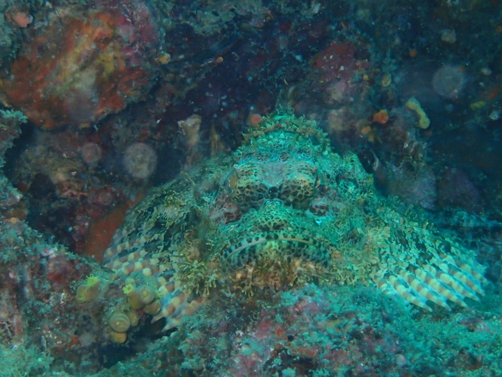 Koh Bida Nok Pi Pi island diving fish