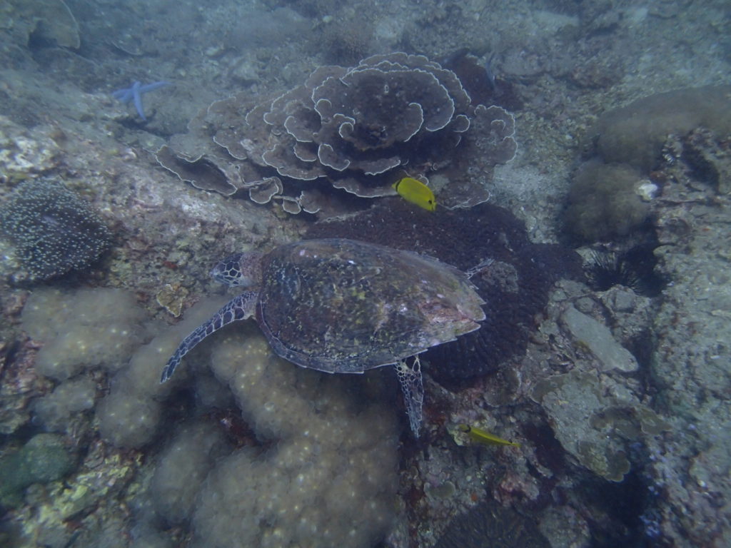 Koh Bida Nok Pi Pi island diving turtle