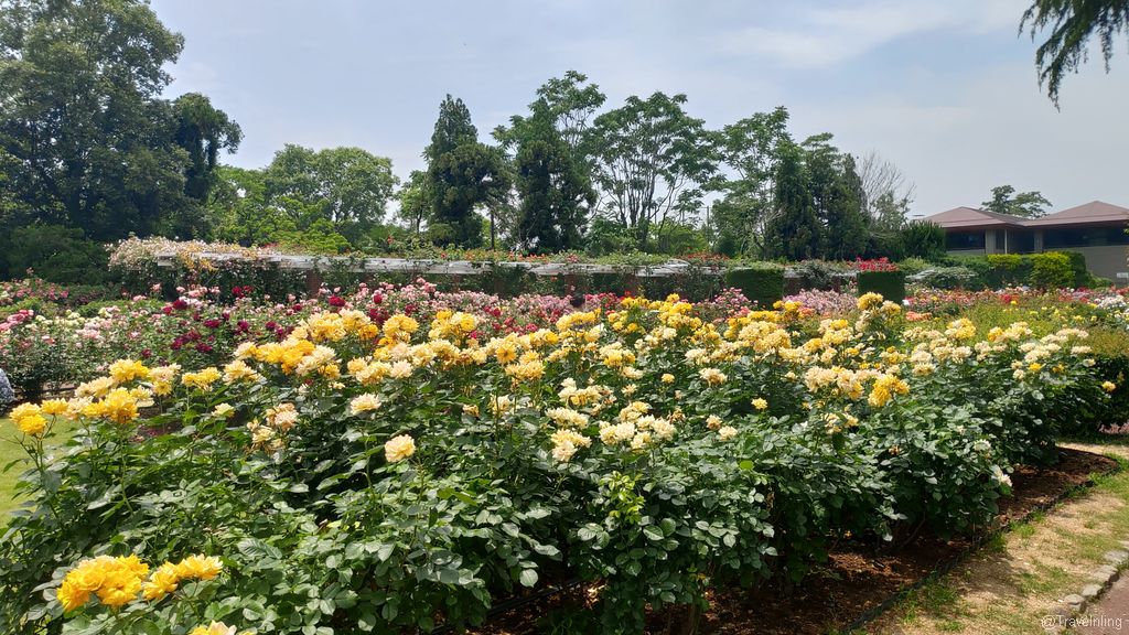 Kyoto Botanical Gardens Rose garden 京都府立植物園之玫瑰園