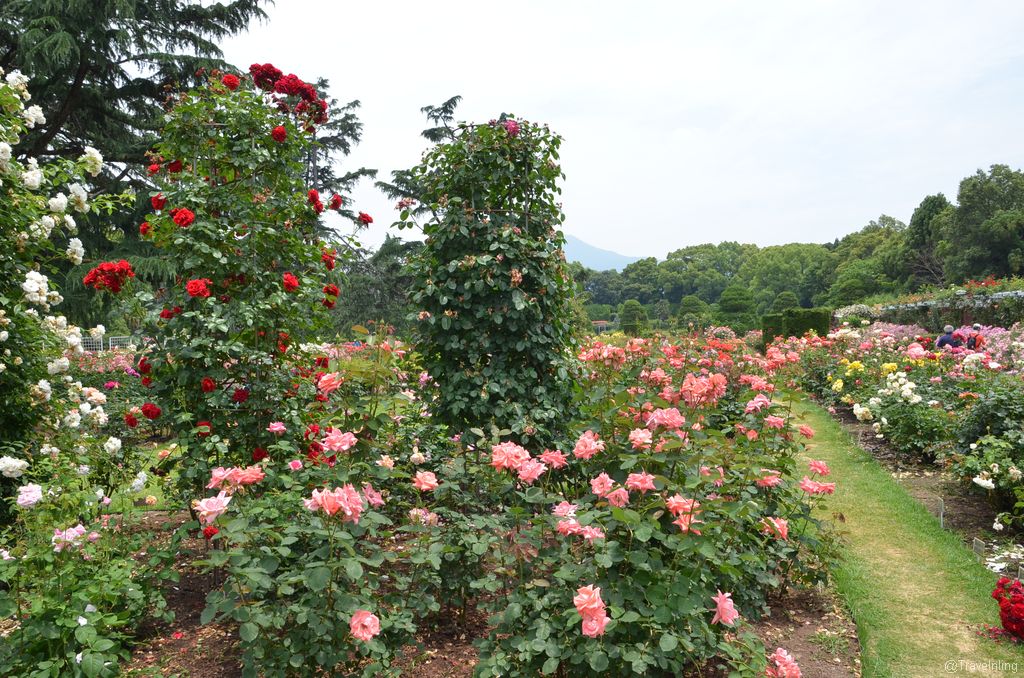 Rose garden in Kyoto Botanical Gardens 京都府立植物園的玫瑰花園