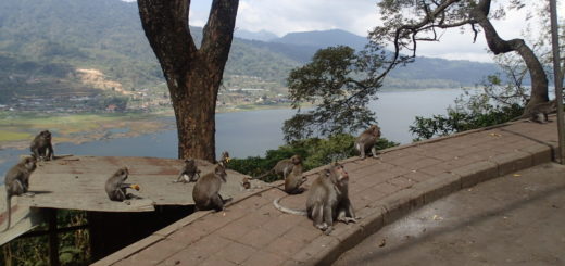 Lake Byuan Bali monkeys on road