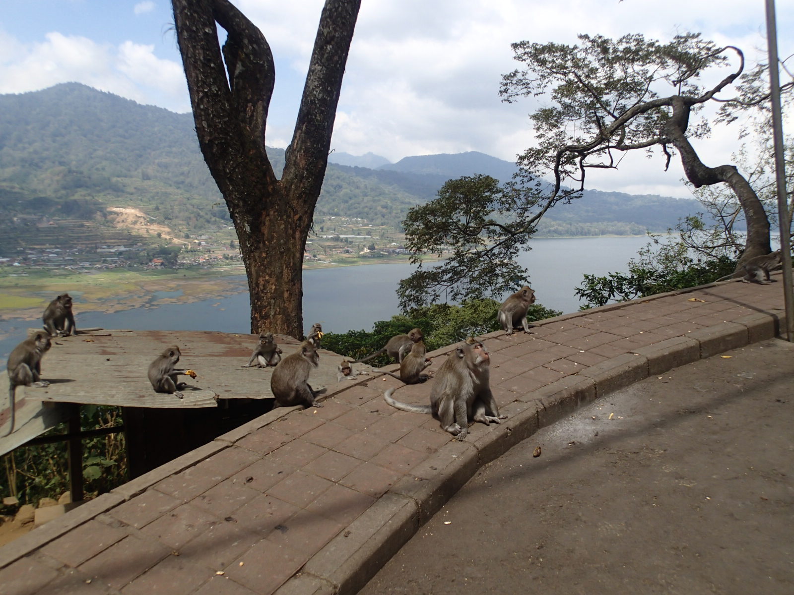 Lake Byuan Bali monkeys on road