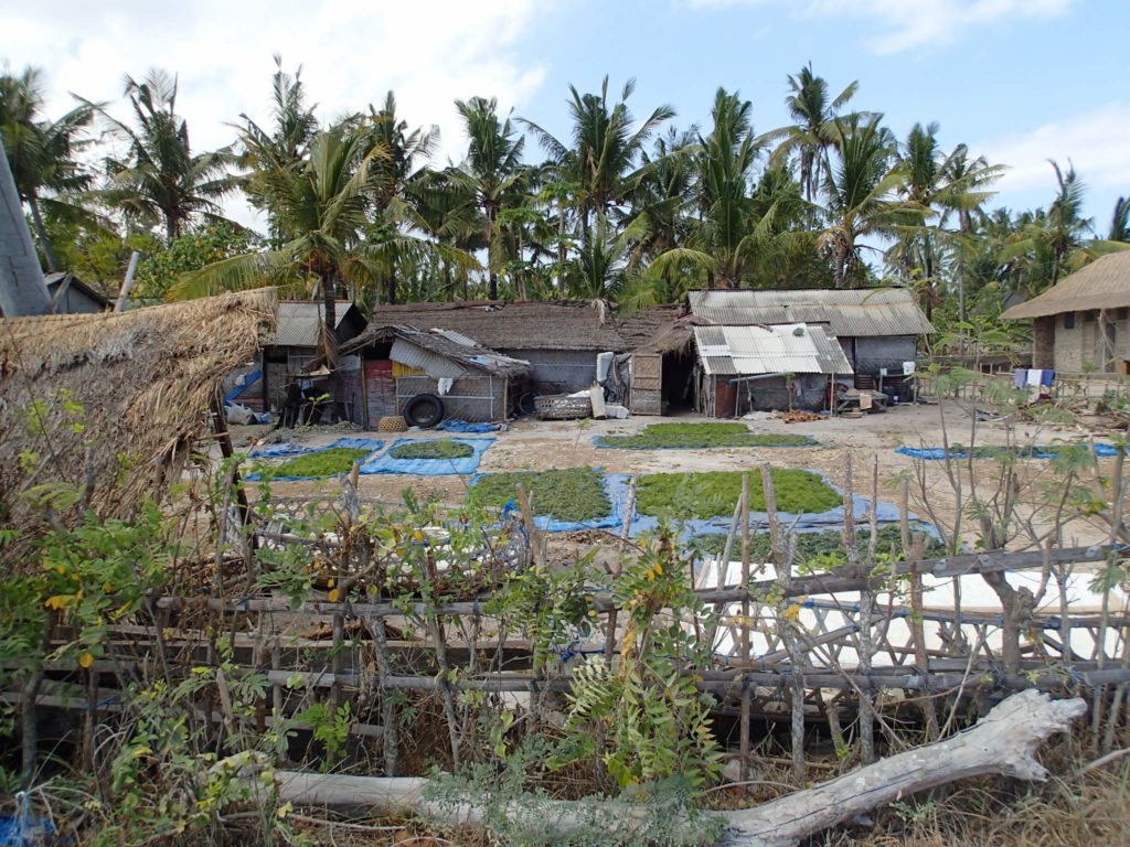 Lembongan bali seawed factory