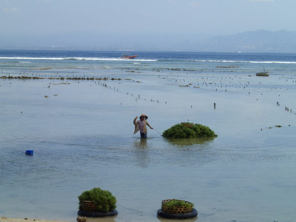 Lembongan bali seaweed