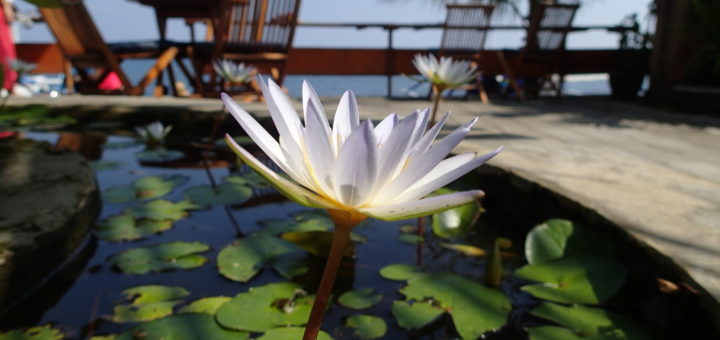 Mandhara Chico Bungalow Lovina Bali flower