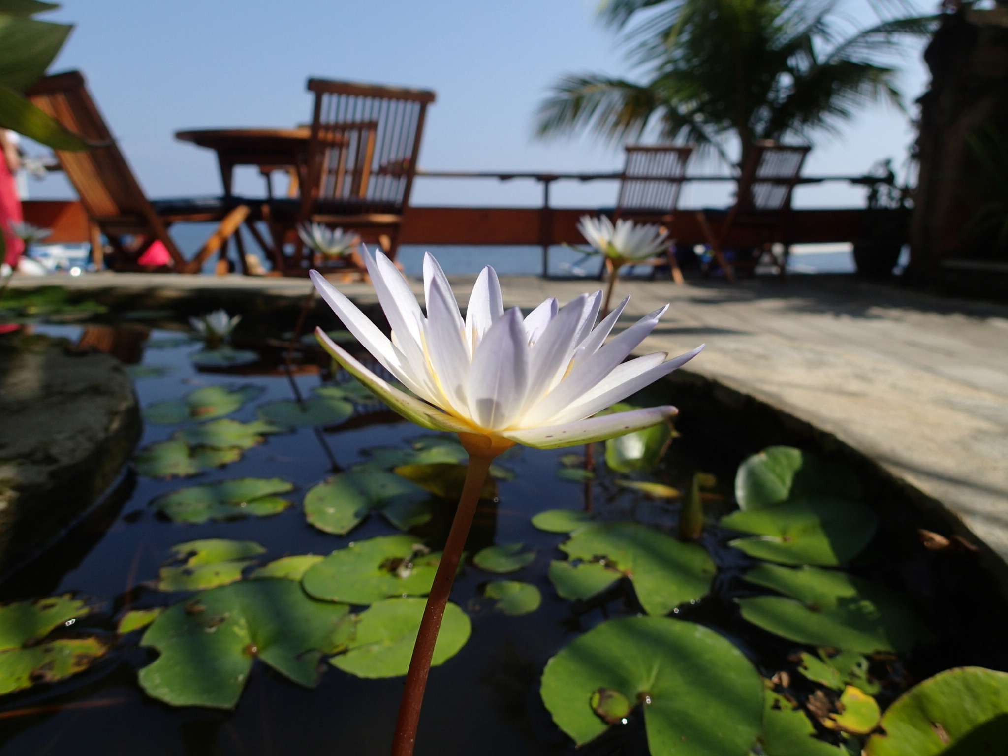 Mandhara Chico Bungalow Lovina Bali flower