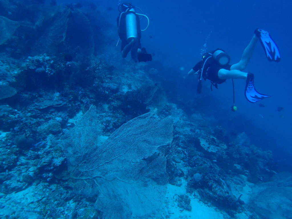 Menjangan Island Bali Ele garden