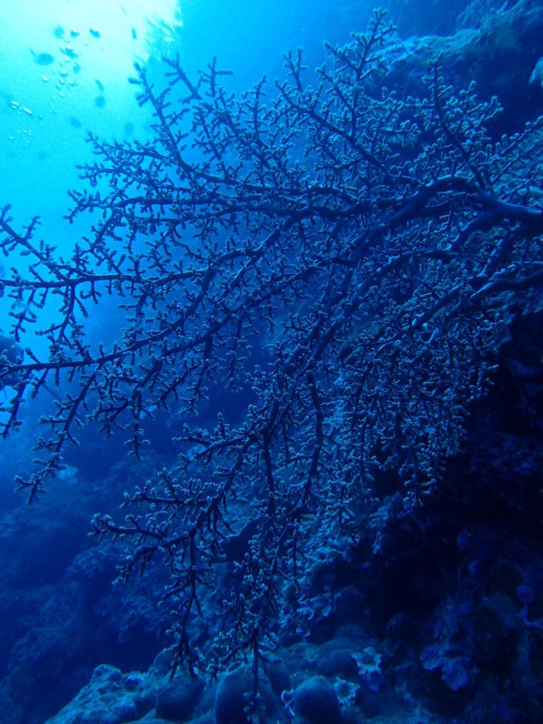 Menjangan Island Bali diviing1