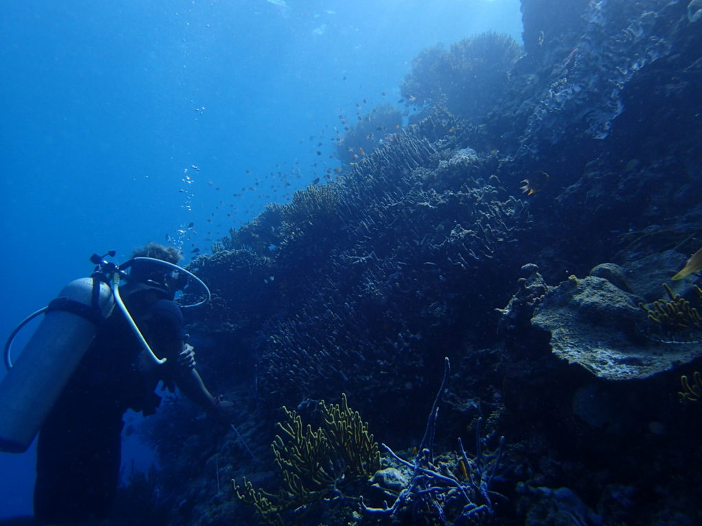 Menjangan Island Bali diving 3