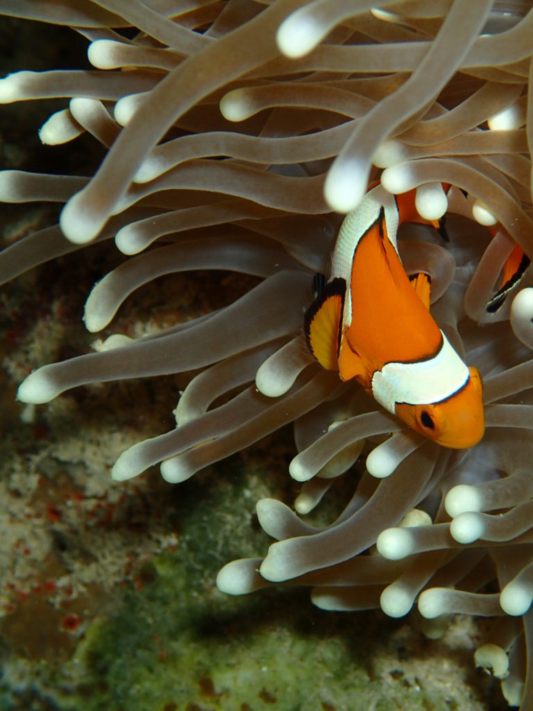 Menjangan Island Bali diving nemo