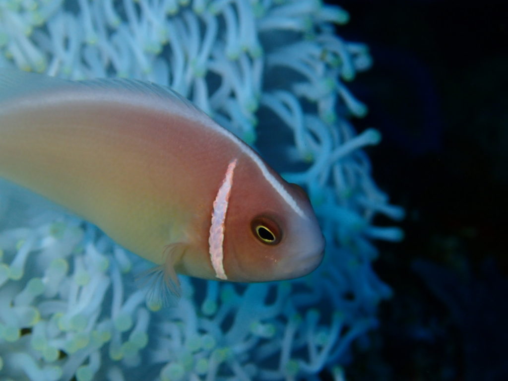 Menjangan Island Bali diving pink