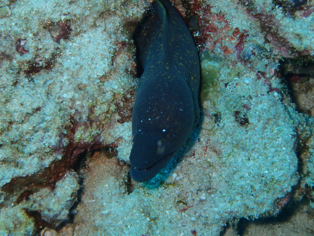 Menjangan Island Bali eel