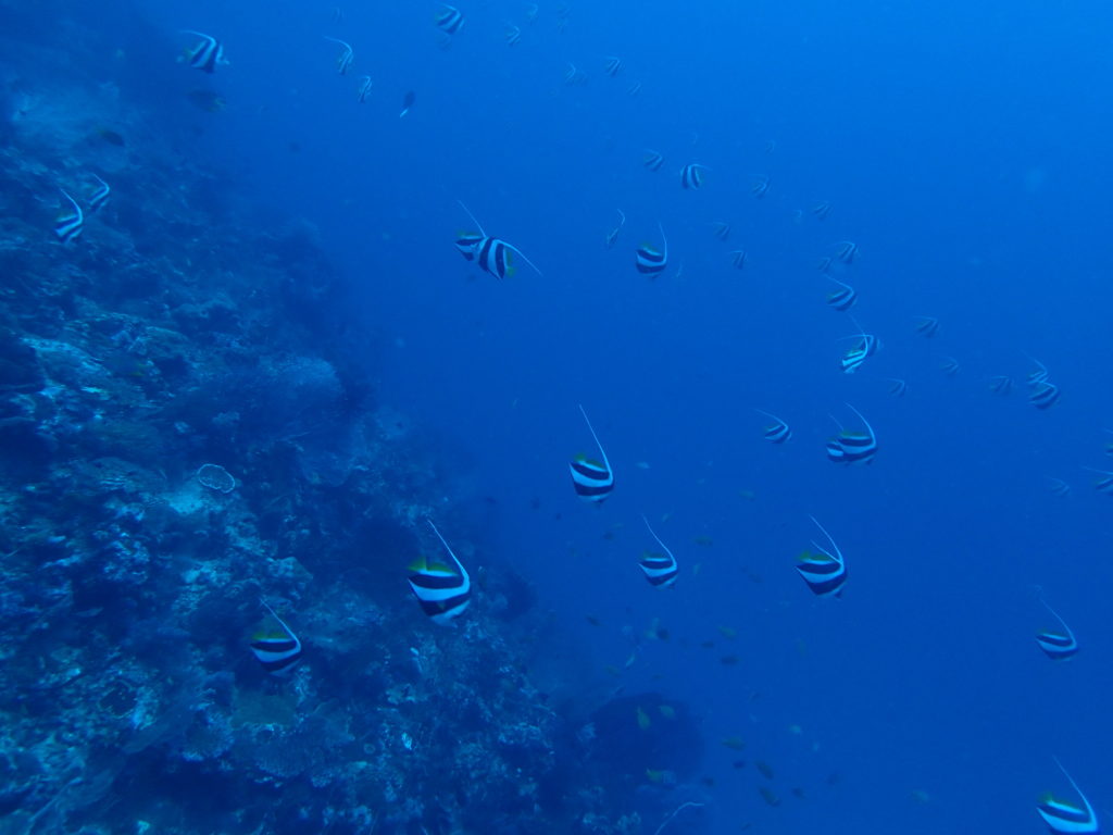 Menjangan Island Bali fish