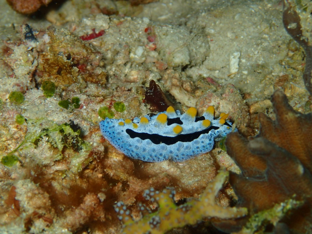 Menjangan Island Bali sea slug