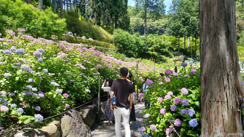 三室戶寺 紫陽花