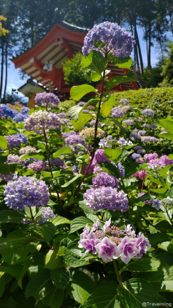 Mimurotoji temple Uji Hydrangeas