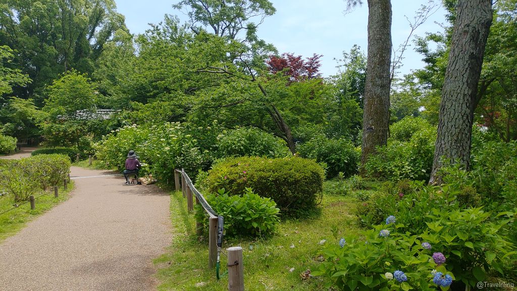 Painting in the Hydrangeas garden of Kyoto Botanical garden
