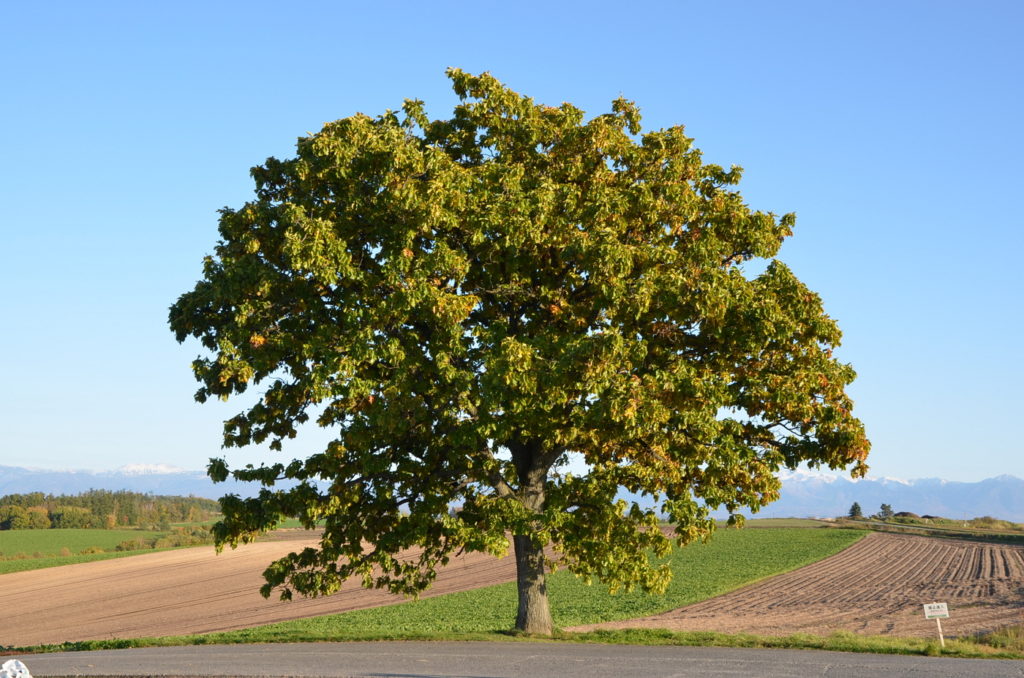 Patchiwork Biei Hokkaido tree of Seven Stars